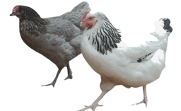 Domestik Park, vente de poules pondeuses  04